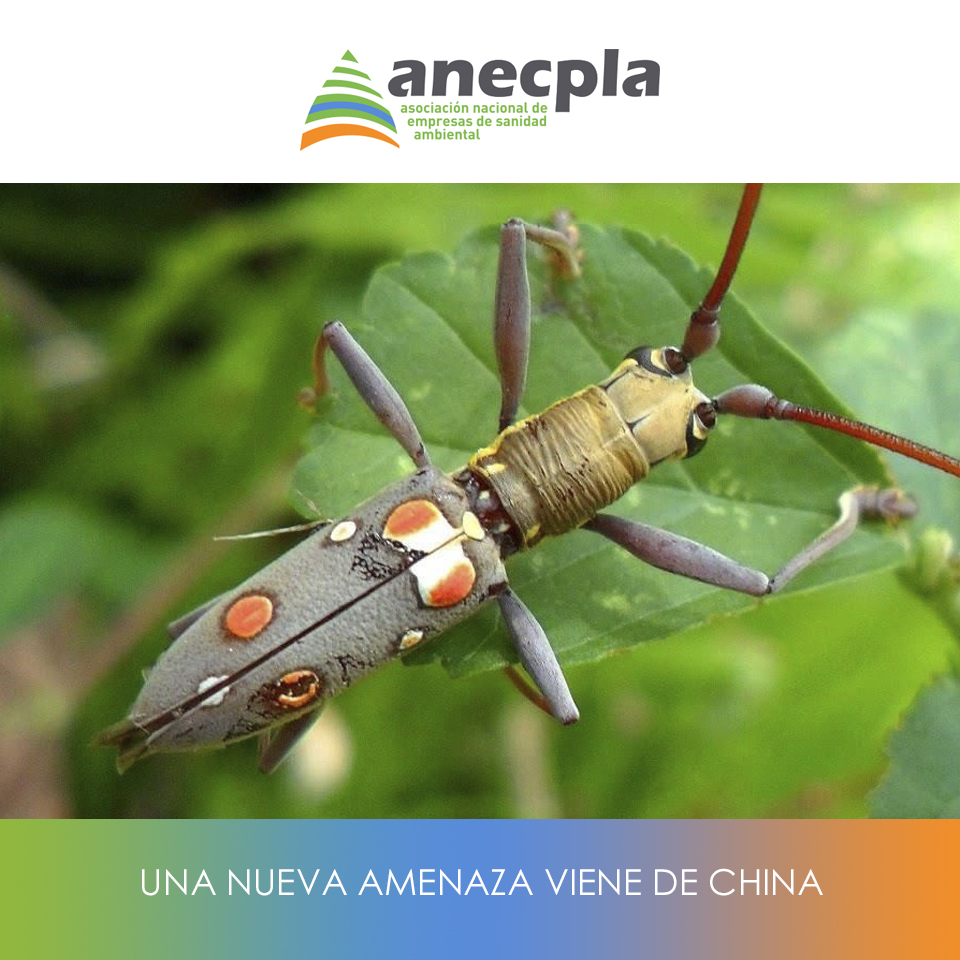 logo Anecpla