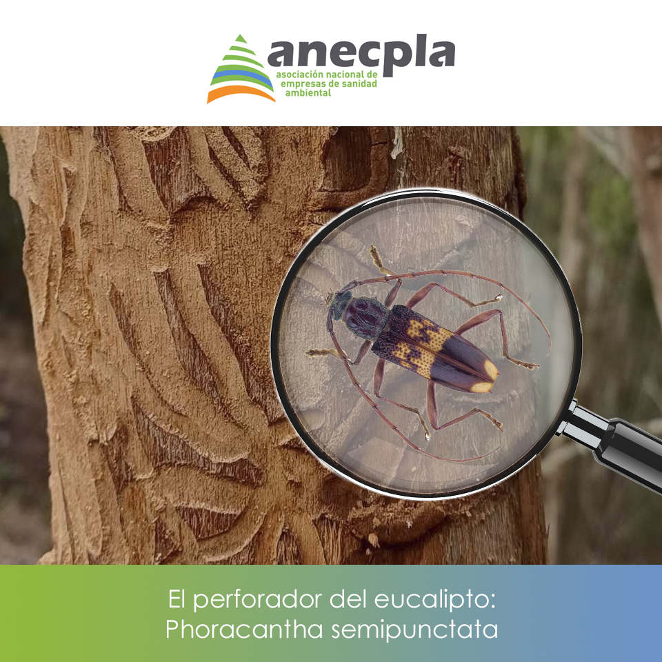 logo Anecpla