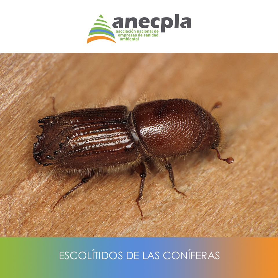 logo Anecpla