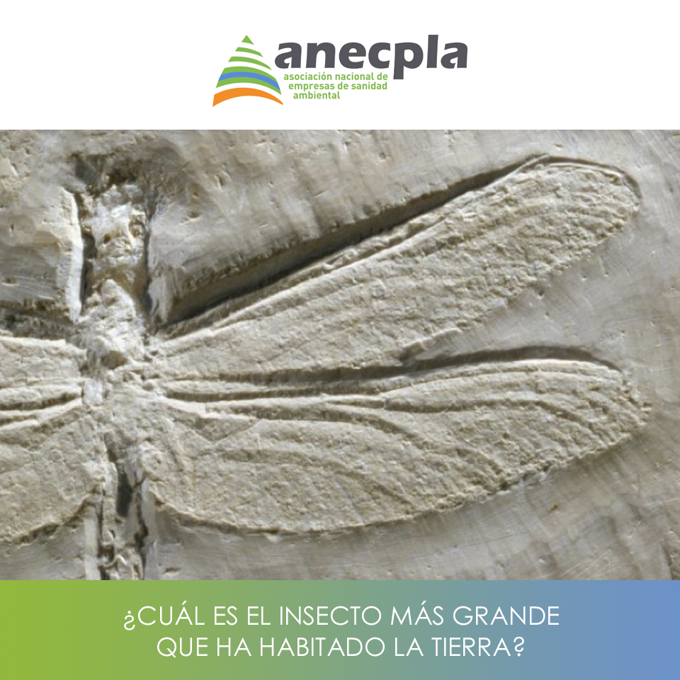 logo Anecpla