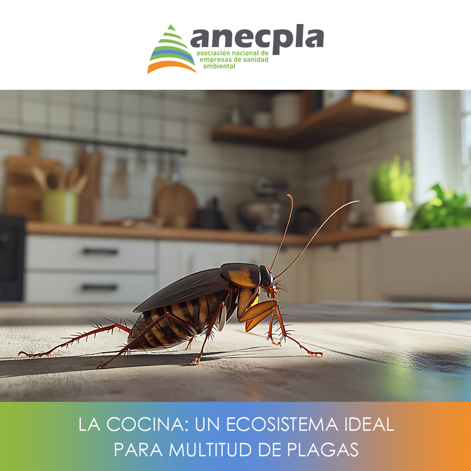 logo Anecpla