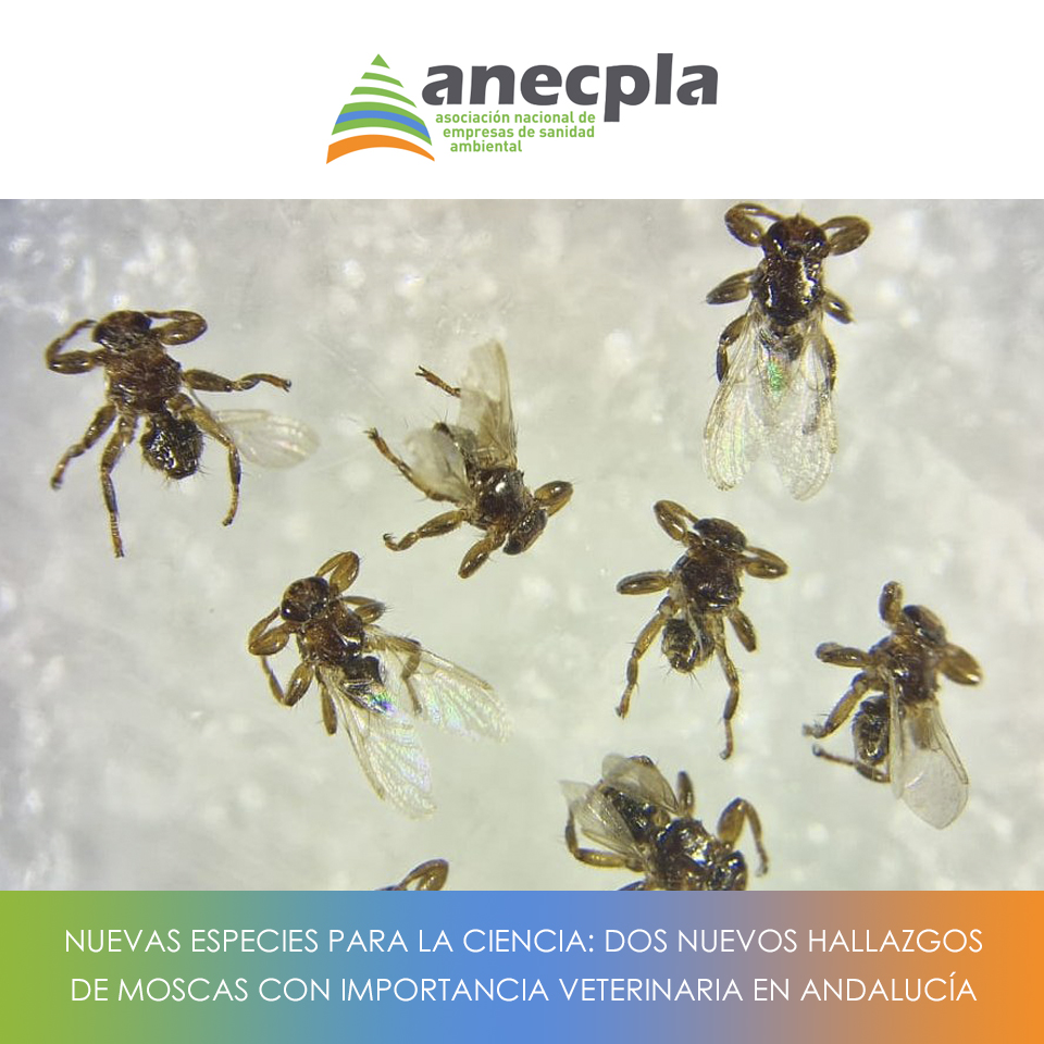 logo Anecpla