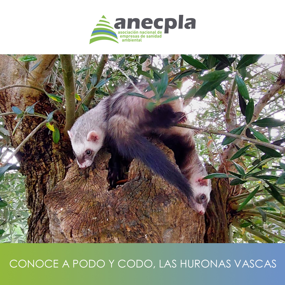 logo Anecpla