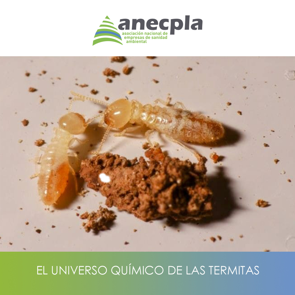 logo Anecpla