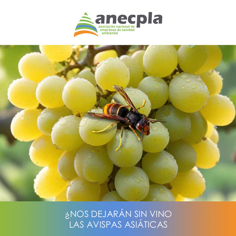 logo Anecpla